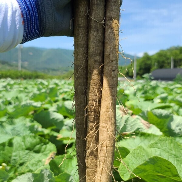 산엔청쇼핑몰,산청장희딸기 350g,500g _우리농원