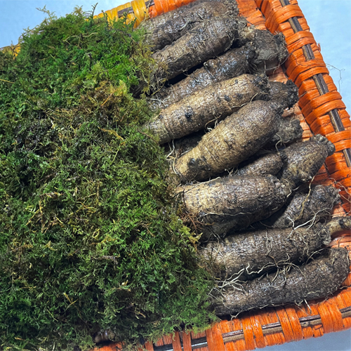산엔청쇼핑몰,산청장희딸기 350g,500g _우리농원